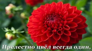 ДИВНЫЙ САД. Сергей Чекалин