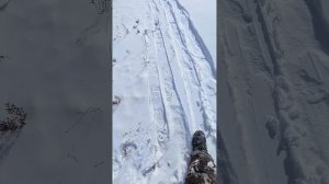 как отличить след волка \ след рыси