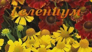 ГЕЛЕНИУМ - осенняя  ромашка
