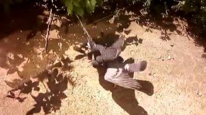 Голуби дерутся