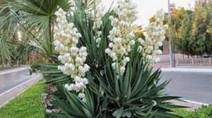 Юкка садовая: посадка и уход в открытом	грунте