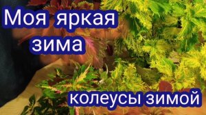 Мои колеусы после зимы . Сохранила без всяких сложностей.