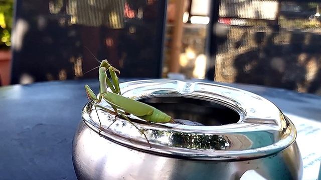 Критский богомол. Сretan praying mantis - Клуб путешествий смотреть онлайн