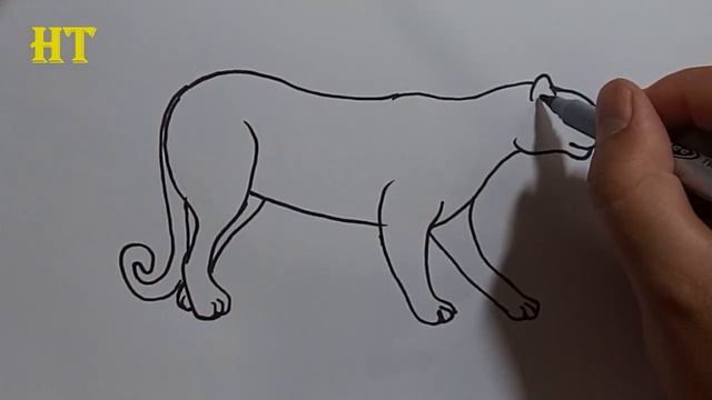 How to draw a puma easy step by step - Easy animals to draw смотреть онлайн