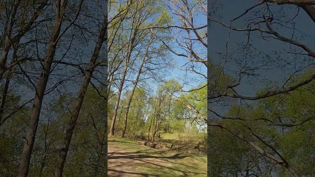 Звуки Леса смотреть онлайн