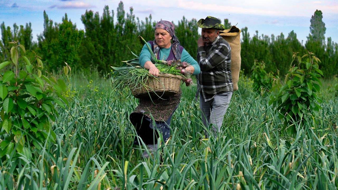 [CLV] Зимняя незаменимая вещь: как приготовить вкусные стрелки из маринованного чеснока смотреть онлайн