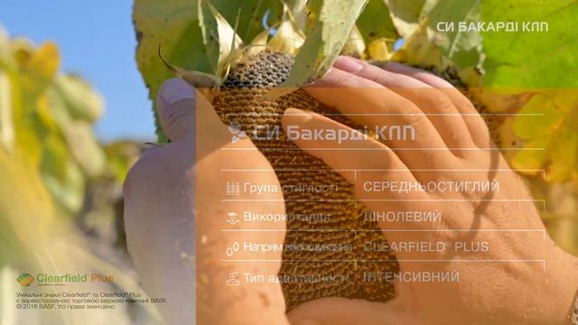 Гібрид соняшнику СИ Бакарді КЛП 🌻 смотреть онлайн