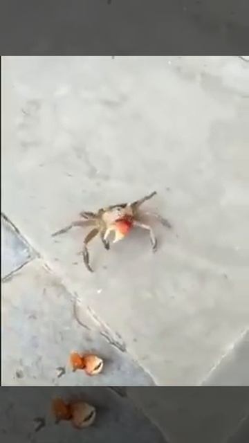 Crab mistakely cuts of his claw смотреть онлайн