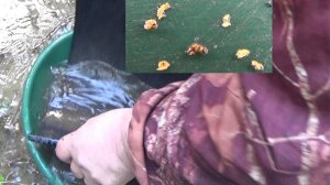 Золото в старом русле реки! Очень хорошее содержание!