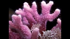 Красивые караллы 7