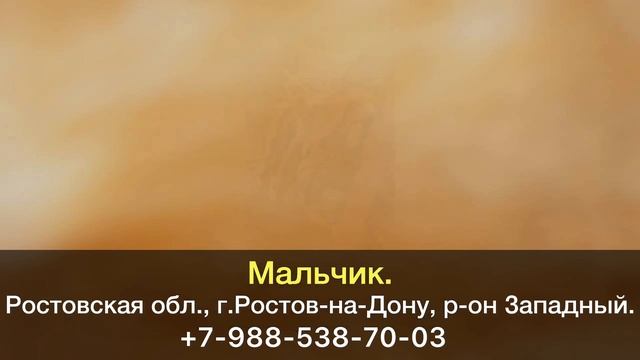 Пропал кот! Мальчик. Ростовская область, г.Ростов-на-Дону. смотреть онлайн