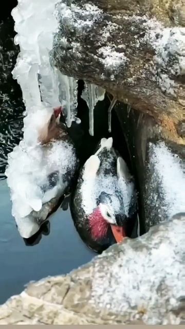 птицы на смерть замёрзли 😱 смотреть онлайн