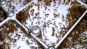 Pheidole pallidula