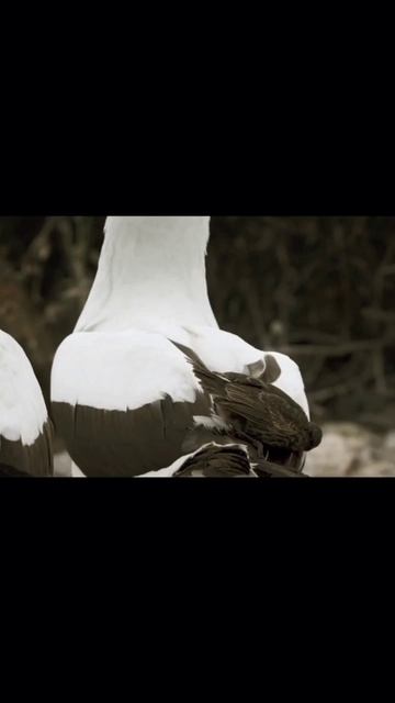Masked booby 😲😍☺️ #shortvideo #youtubeshorts #shorts #short #maskedbooby смотреть онлайн