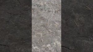 Весенняя Подкормка Чеснока, сорт Богатырь и Добрыня.