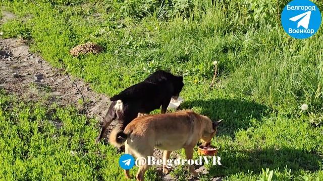 кормили питомцев в Грайворонском районе с.Козинка. Белгородской обл. смотреть онлайн