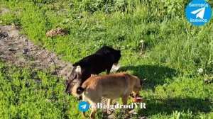 кормили питомцев в Грайворонском районе с.Козинка. Белгородской обл.