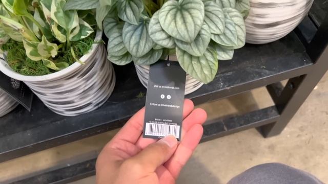 Plant Shopping at Lowes! Big Box Store Houseplant Shopping! Houseplants & Succulents Tour смотреть онлайн
