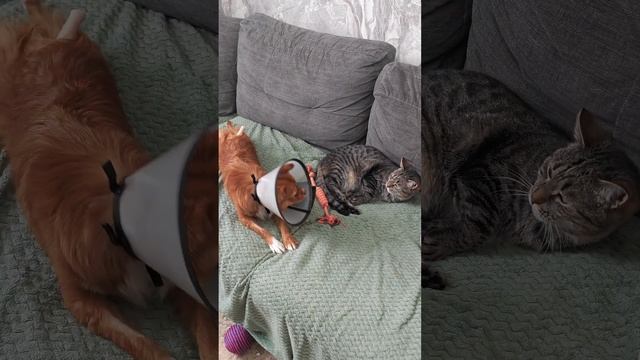 #шансожители Наш Рики🥰 смотреть онлайн