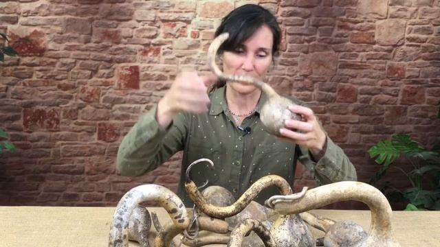 New Product! Curly Dipper Gourds from Welburn Gourd Farm смотреть онлайн