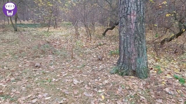 Городские зарисовки. Парк Лебединый и Парк Партизанской Славы в Киеве смотреть онлайн