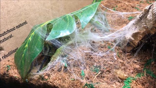 GREEN BOTTLE BLUE TARANTULA FEEDING #4! [HD] смотреть онлайн