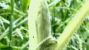 Борщевик и купырь в лесу