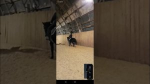 Лера и Наоми, рысь, остановки, галоп, переходы, онлайн тренировка. #horse #equestrian #лошади #pony