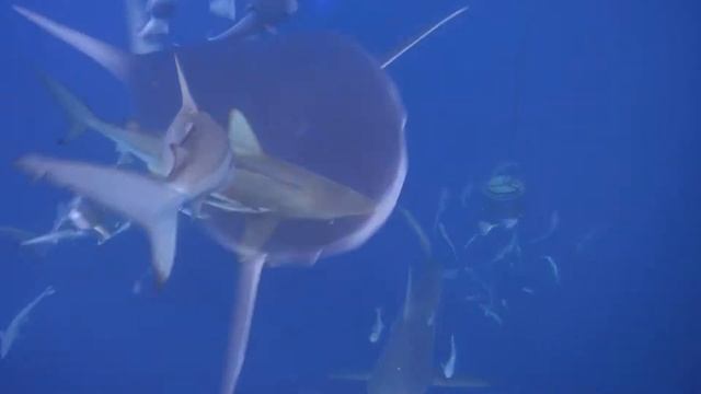 Aliwal Dive Centre Baited Shark dive 31 03 2015 смотреть онлайн