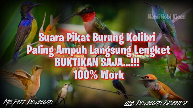100% Work Suara Pikat Burung Kolibri Mp3 Terbaru 2020 Paling Ampuh Langsung Lengket - BUKTIKAN SAJA смотреть онлайн