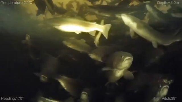 Форель из Карелии смотреть онлайн