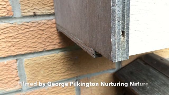 Gastereruption jaculator investigating solitary bee nest box Nurturing Nature смотреть онлайн