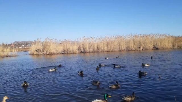 Возвращение домой. Наш пруд и его обитатели🌿🦆🌞 смотреть онлайн