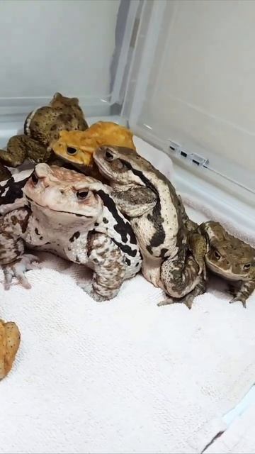 Лягушачья семья #лягушки #frog #animals #cute смотреть онлайн