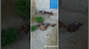 Благодарненские голуби Токарь В. А. Подрастает молодежь.