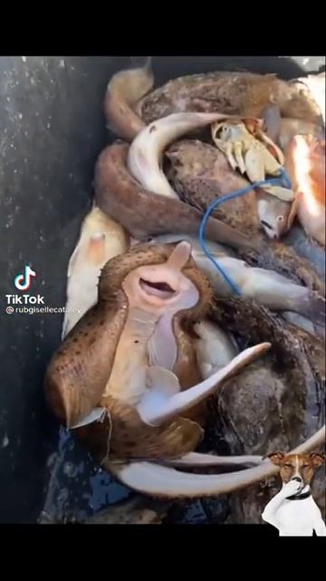 вы когда нибудь слышали как смеётся рыба смотреть онлайн