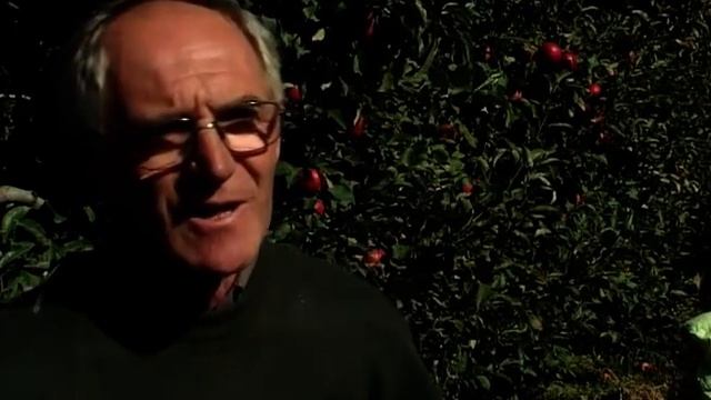 Dobar rod jabuka - proizvođači čekaju bolju cenu смотреть онлайн