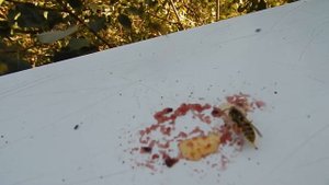 ОСЫ и МЁД. За ними тоже интересно наблюдать.