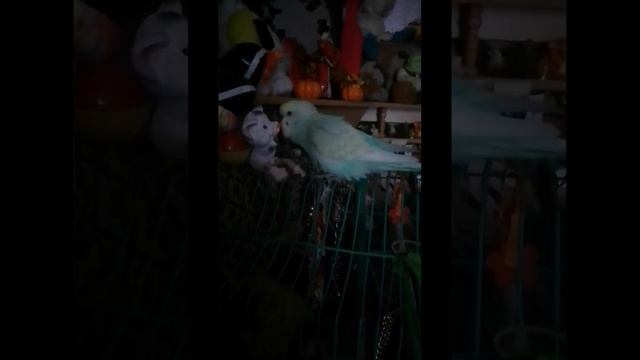 720p_11_Говорящий_волнистый_попугай_Айрис_поёт_песню_Антошка_Антошка