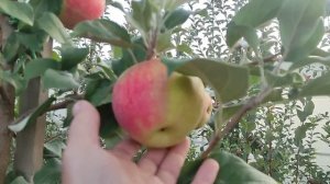 Хоней Крисп 2023