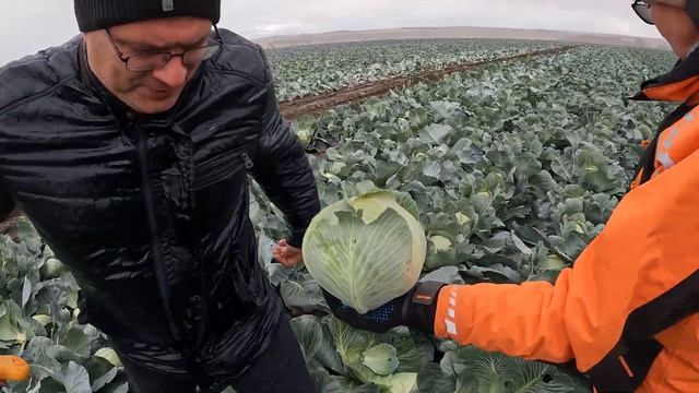 Капуста Герцогиня F1. #агроном #овощи #капуста #cabbage #семенаовощей #seeds