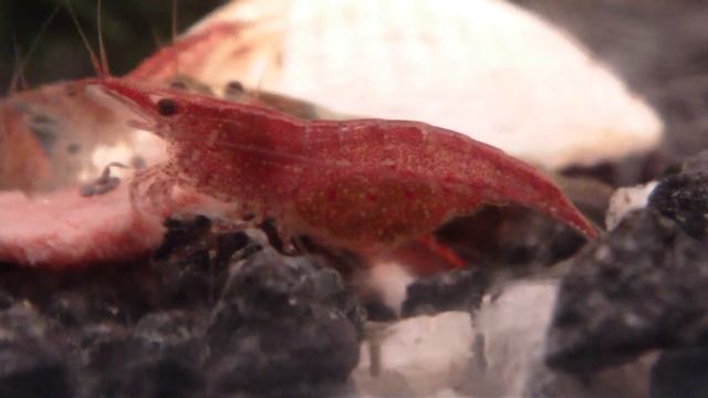 (in HD) Pregnant Neocaridina heteropoda var. "Red cherry" waving her eggs смотреть онлайн