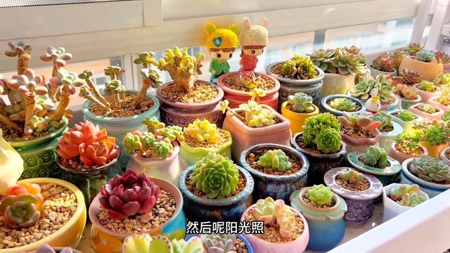 養多肉最喜歡的季節，總是在慵懶中帶些愜意，尤其有陽光的日子
