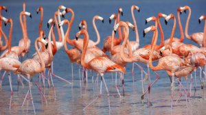 Тысячи розовых фламинго зимуют в природном заповеднике на западе Туркменистана