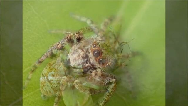 ネコハエトリの食事