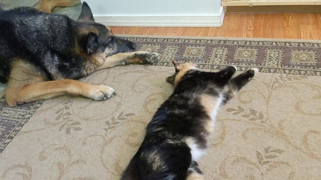 Mama Kitty loves the German Shepherd