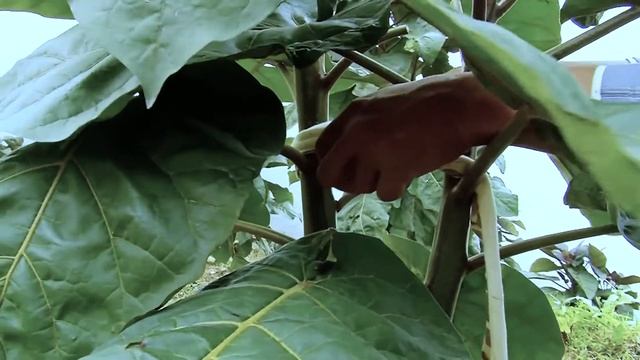 TREE TOMATO Farming
