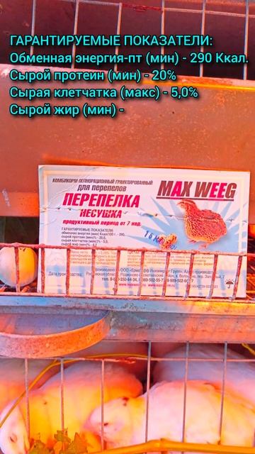 Чем кормить Техасских перепелов? #перепела #перепелки #лайфхак #корма #MaxWeeg #содержание #техассц