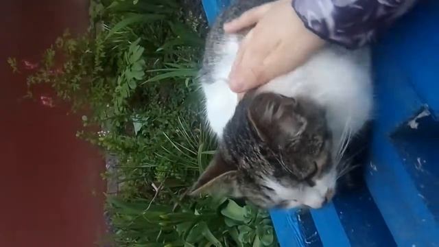 НЕ БРОСАЙТЕ ЖИВОТНЫХ Я ВАС ПРОШУ!!!🐈 смотреть онлайн