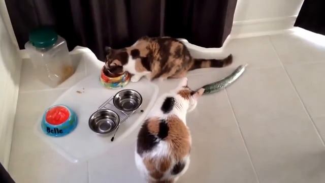 Факты которые вы не знали о Котах и Кошках смотреть онлайн